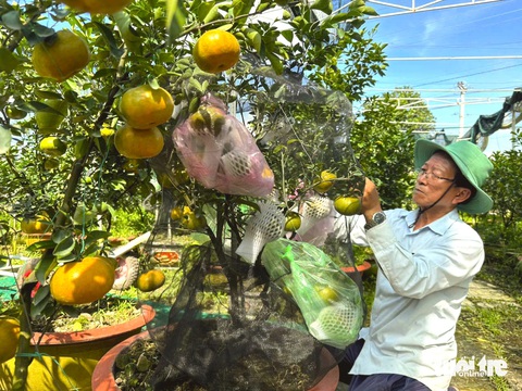 Quýt hồng Lai Vung lên chậu kiểng đi Hà Nội - Ảnh 1.
