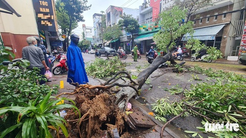 Cây lớn đổ ngã giữa phố ở Quy Nhơn đè trúng người đi đường - Ảnh 1. Cây lớn đổ trong mưa, đè trúng người đi đường - Ảnh 1.
