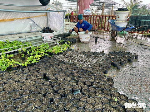 Miền Tây xuất hiện mưa bất thường có ảnh hưởng đến hoa Tết? - Ảnh 4.