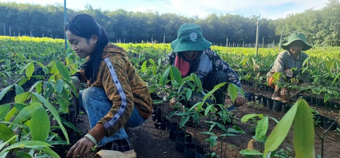Kỳ tích cao su Việt: Anh linh liệt sĩ và 10.000ha cao su Việt đầu tiên ở Lào - Ảnh 3. Kỳ tích cao su Việt: Anh linh liệt sĩ và 10.000ha cao su Việt đầu tiên ở Lào - Ảnh 3.