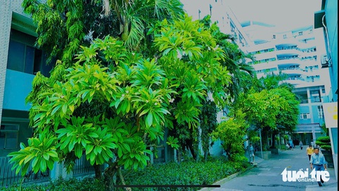 Những cách làm đặc biệt để Bệnh viện Đà Nẵng có nhiều mảng xanh - Ảnh 7.