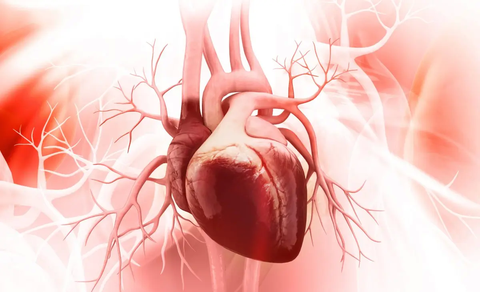 Phát hiện tim người có 'bộ não' riêng - Ảnh 1. Phát hiện tim người có 'bộ não' riêng - Ảnh 1.