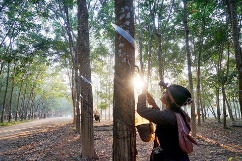 Kỳ tích cao su Việt trên nước bạn Lào - Kỳ 5: Chủ tịch huyện Lào đi đầu trồng cao su cho dân tin - Ảnh 4. Kỳ tích cao su Việt trên nước bạn Lào - Kỳ 5: Chủ tịch huyện Lào đi đầu trồng cao su cho dân tin - Ảnh 4.
