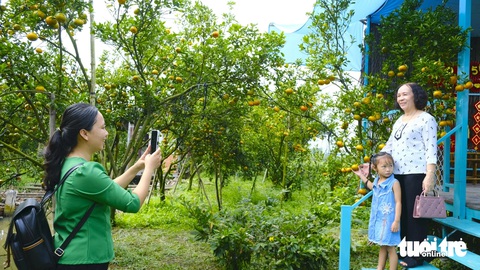 Thủ phủ quýt hồng Lai Vung mùa đón khách - Ảnh 2.