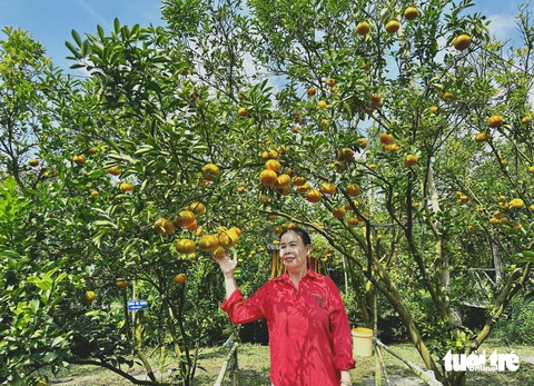 Thủ phủ quýt hồng Lai Vung mùa đón khách - Ảnh 3.