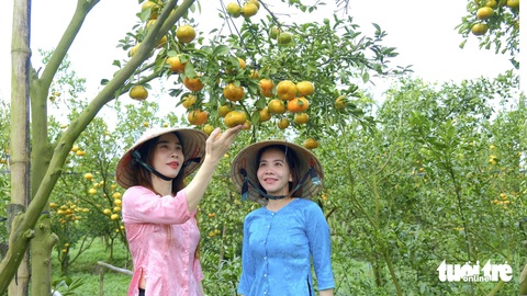 Thủ phủ quýt hồng Lai Vung mùa đón khách - Ảnh 4.