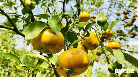 Thủ phủ quýt hồng Lai Vung mùa đón khách - Ảnh 6.