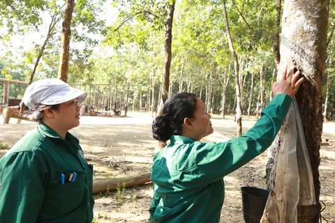 Kỳ tích cao su Việt trên nước bạn Lào - Kỳ 6: Chuyện tình đẹp Việt - Lào dưới đại ngàn cao su - Ảnh 4. Kỳ tích cao su Việt trên nước bạn Lào - Kỳ 6: Chuyện tình đẹp Việt - Lào dưới đại ngàn cao su - Ảnh 4.