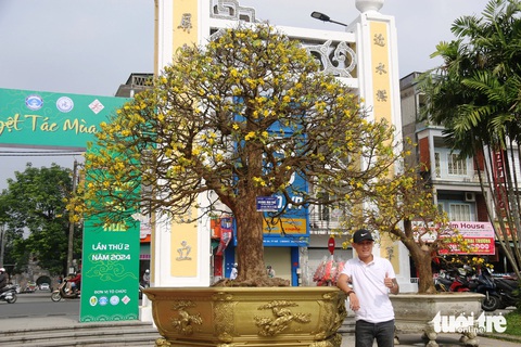 Ngắm những lão mai vàng Huế tiền tỉ khoe sắc bên sông Hương- Ảnh 1. Một cụ mai vàng có tuổi đời hàng chục năm với giá tiền tỉ khoe sắc tại Ngày hội Hoàng mai Huế 2024 - Ảnh: NHẬT LINH