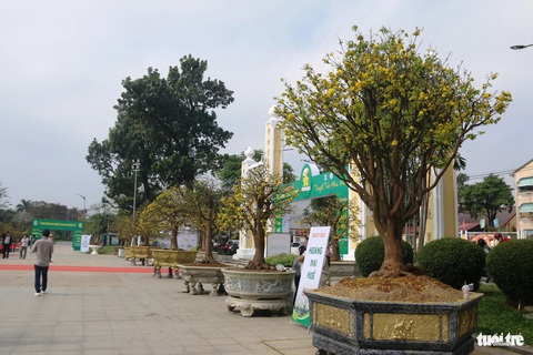 Ngắm những lão mai vàng Huế tiền tỉ khoe sắc bên sông Hương- Ảnh 2. Những cây mai vàng cổ thụ có dáng đẹp tại Ngày hội Hoàng mai Huế 2024 - Ảnh: NHẬT LINH