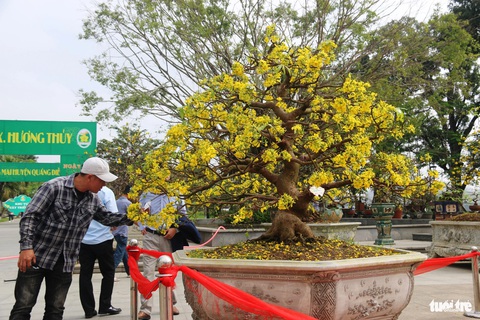 Ngắm những lão mai vàng Huế tiền tỉ khoe sắc bên sông Hương- Ảnh 3. Một cây mai vàng có giá hàng trăm triệu đồng nở hoa rực rỡ - Ảnh: NHẬT LINH