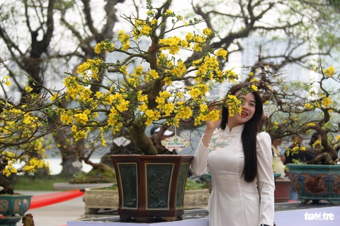 Ngắm những lão mai vàng Huế tiền tỉ khoe sắc bên sông Hương- Ảnh 4. Những cây mai vàng bonsai cũng thu hút rất đông ánh nhìn khách tham quan, đặc biệt các bạn trẻ - Ảnh: NHẬT LINH