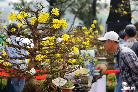 Ngắm những lão mai vàng Huế tiền tỉ khoe sắc bên sông Hương- Ảnh 6. Tại ngày hội, nhiều người đã kịp "chốt" cho mình những chậu mai ưng ý - Ảnh: NHẬT LINH