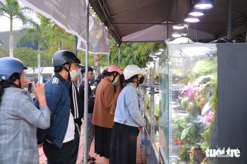 Tiểu cảnh lồng kính lần đầu ra chợ hoa xuân hút khách- Ảnh 1. Dù lần đầu có mặt tại chợ hoa xuân, tiểu cảnh vườn nhiệt đới đã được nhiều người quan tâm, đặt mua - Ảnh: LỆ THÀNH