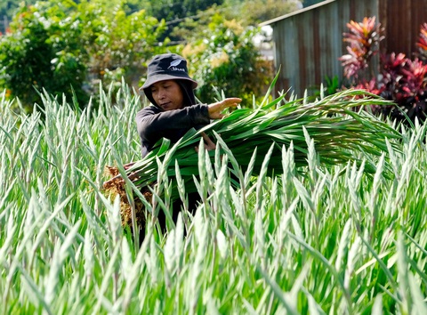 Cách bán hoa Tết, tranh luận muôn thuở- Ảnh 3. Hoa lay ơn Hiệp An (Đức Trọng, Lâm Đồng) không lo dội chợ - Ảnh: M.V.