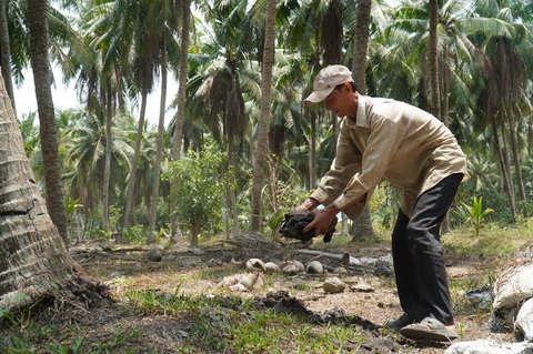 Cây dừa trở thành cây công nghiệp chủ lực, dân trồng dừa bớt lo rớt giá- Ảnh 1. Với việc đưa cây dừa thành cây công nghiệp chủ lực, người trồng dừa Bến Tre cũng an tâm đầu tư hơn vì họ kỳ vọng giá cả sẽ ổn định hơn trước - Ảnh: MẬU TRƯỜNG