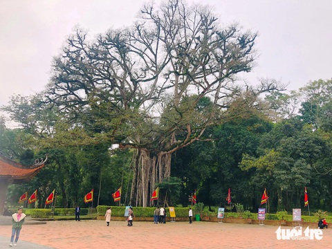 Du xuân dưới tán rừng độc đáo Lam Kinh- Ảnh 2. Cây đa thị thành điểm yêu thích của nhiều người đến chụp hình - Ảnh: ĐOÀN CƯỜNG