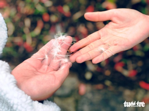 Du xuân dưới tán rừng độc đáo Lam Kinh- Ảnh 7. Nhặt những cánh hoa bồ công anh bay trong gió - Ảnh: ĐOÀN CƯỜNG