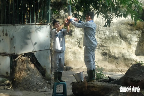 Kéo co với hổ trắng ở Thảo cầm viên mùng 1 Tết: thắng nổi không?- Ảnh 11. Bên cạnh hoạt động kéo co, ban tổ chức cũng luân phiên thay đổi cách thức cho hổ ăn bằng cách treo các ống thịt lên cao để hổ vận động nhiều hơn