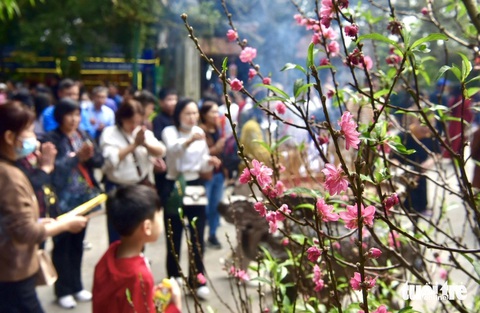 Cây hoa đào khoe sắc ở Đền Hạ - Ảnh: T.T.D. Cây hoa đào khoe sắc ở đền Hạ - Ảnh: T.T.D.
