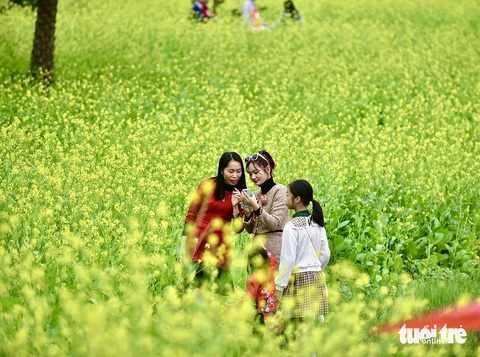 Cư dân mạng coi đây là “thiên đường sống ảo”. Nhiều người đến đây chụp ảnh mải miết cả tiếng không biết chán - Ảnh: T.T.D. Cư dân mạng coi cánh đồng hoa cải là “thiên đường sống ảo”. Nhiều người đến đây chụp ảnh mải miết cả tiếng không biết chán