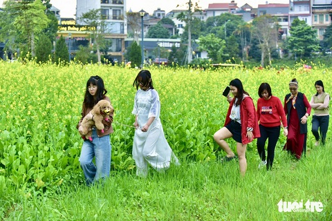 Đại gia đình đi bộ xuống ven hồ để chụp những bức ảnh với hoa cải vàng - Ảnh: T.T.D Đại gia đình đi bộ xuống ven hồ để chụp những bức ảnh với hoa cải vàng