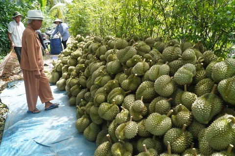Giá sầu riêng chạm mốc 200.000 đồng/kg đầu năm, nhà vườn phấn khởi- Ảnh 1. Sầu riêng tại tỉnh Tiền Giang đang được các vựa thu mua với giá 200.000 đồng/kg - Ảnh: MẬU TRƯỜNG