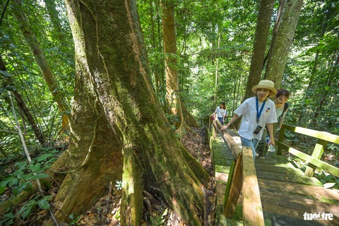Tản bộ trong công viên quốc gia không cần chạm chân xuống đất ở Brunei- Ảnh 21. Cây cổ thụ trong công viên quốc gia Ulu Tempurong