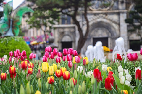 Nhiều khu du lịch bùng nổ du khách đầu xuân Giáp Thìn- Ảnh 3. Hoa tulip khoe sắc trên đỉnh Bà Nà