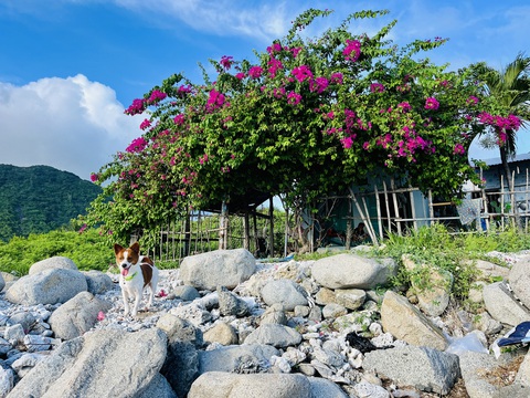 Khám phá 'nàng tiên xanh' giữa vịnh Nha Trang- Ảnh 4. Những ngôi nhà làng chài phủ đầy hoa giấy của người dân trên đảo đầy bình yên - Ảnh: XUÂN VIÊN