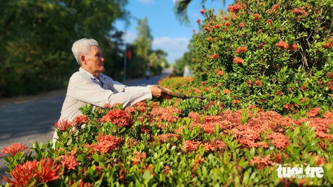 Mướt mát những cổng rào từ cây kiểng ở miền Tây- Ảnh 5. Ông Phan Văn Nới cắt tỉa hàng rào bông trang trước nhà mình - Ảnh: NGỌC KHẢI