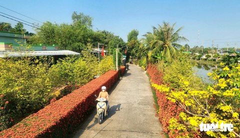 Mướt mát những cổng rào từ cây kiểng ở miền Tây- Ảnh 1. Hàng rào bông trang khoe sắc đỏ trước căn nhà của gia đình anh Lê Hữu Phước ở ấp Tân Long, xã Hòa Thành, huyện Lai Vung, tỉnh Đồng Tháp - Ảnh: NGỌC KHẢI chụp ngày 14-2 (tức mùng 5 Tết)