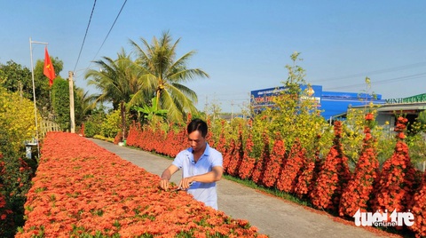 Mướt mát những cổng rào từ cây kiểng ở miền Tây- Ảnh 2. Anh Lê Hữu Phước cho biết hàng rào bông trang đã trồng hơn 10 năm, còn hàng cây bông trang có hình dáng giống cây thông đã trồng khoảng 5 - 6 năm - Ảnh: NGỌC KHẢI