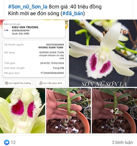 Lan đột biến sốt giá trở lại?- Ảnh 3. Ngoài đăng tin bán lan đột biến, nhiều người dùng Facebook còn đăng cả thông tin chuyển tiền để làm nóng cuộc chơi đang rục rịch trở lại - Ảnh: Chụp màn hình