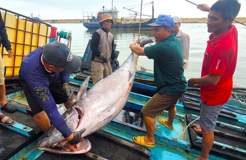 Con cá ngừ nặng 1 tạ được ngư dân đưa lên bờ - Ảnh: NGUYỄN HOÀNG Con cá ngừ nặng 1 tạ - Ảnh: NGUYỄN HOÀNG