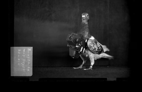 The first pigeon camera, created by German inventor Julius Neubronner in 1907, involved a lightweight aluminum harness and time-delay camera. PHOTOGRAPH BY RORHOF/ STADTARCHIV KRONBERG Chiếc máy ảnh dành cho chim bồ câu đầu tiên do nhà phát minh người Đức Julius Neubronner tạo ra vào năm 1907 - Ảnh: RORHOF/STADTARCHIV KRONBERG/NATIONAL GEOGRAPHIC