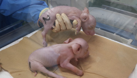 Nhật Bản đón lứa heo biến đổi gene phục vụ ghép tạng đầu tiên- Ảnh 1. Heo biến đổi gene được kỳ vọng sẽ cung cấp nội tạng cấy ghép cho người ở Nhật Bản - Ảnh: PorMedTec Co