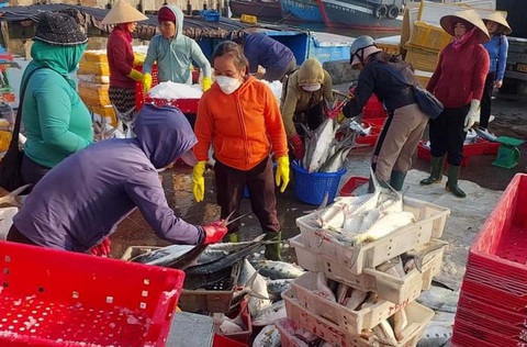 Ngư dân ra khơi đầu năm trúng luồng cá bè hàng trăm triệu đồng- Ảnh 1. Ngay chuyến ra khơi đầu năm tại Quảng Trị, ngư dân trúng đậm luồng cá bè trị giá 400 triệu đồng - Ảnh: Q.NAM