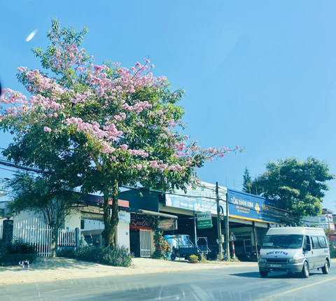 Tết về Bảo Lộc săn mây, chơi thác Đamb'ri- Ảnh 1. Kèn hồng tô điểm đường phố Bảo Lộc