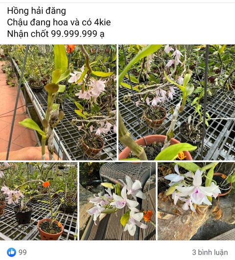 Lan đột biến sốt trở lại, chỉ là trò lùa gà lần cuối- Ảnh 2. Lan đột biến đang được