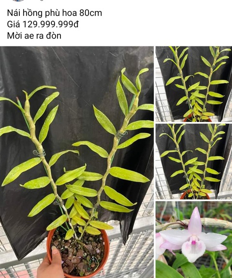 Lan đột biến sốt trở lại, chỉ là trò lùa gà lần cuối- Ảnh 1. Lan đột biến đang được các "tay to" làm giá. Nhưng đây là chiêu lùa gà, bởi tất cả lan đột biến nhiều nhà vườn đã có bị xóa sổ, người thao túng chỉ làm giá cây họ có giống nhiều, thị trường ít - Ảnh: Chụp màn hình