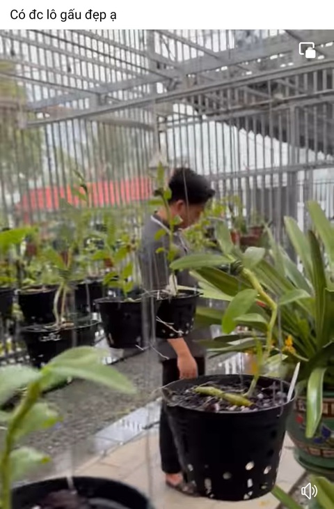 Lan đột biến sốt trở lại, chỉ là trò lùa gà lần cuối- Ảnh 3. Một người chơi lan đột biến từng gom nhiều tiền ở phía Nam đang "xả" lô gấu trúc cho ai có mộng làm giàu ôm hàng - Ảnh: Chụp màn hình