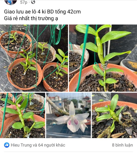 Người đổ tiền tỉ trắng tay vì lan đột biến lên tiếng cảnh báo 'toàn lừa nhau thôi'- Ảnh 1. Những "tay to" bán lan đột biến đang thay đổi chiến lược, bán theo lô cho "những ai quyết đoán" - Ảnh: chụp màn hình