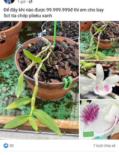 Người đổ tiền tỉ trắng tay vì lan đột biến lên tiếng cảnh báo 'toàn lừa nhau thôi'- Ảnh 2. Những bài đăng thay vì kie giống là "chậu nái" để "nhà đầu tư" về tạo giống bán là cách thức bán mới - Ảnh: chụp màn hình