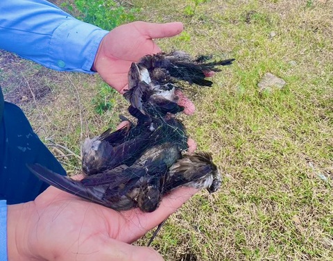 'Dũng sĩ' và 'bảo mẫu' của chim yến- Ảnh 5. Chim yến chết do mắc lưới - Ảnh: MINH CHIẾN