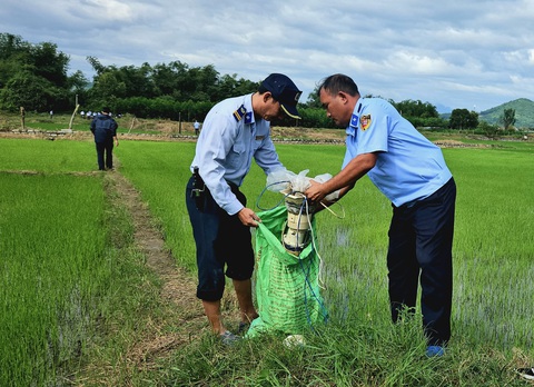 'Dũng sĩ' và 'bảo mẫu' của chim yến- Ảnh 4. Các tang vật được thu giữ trên cánh đồng - Ảnh: MINH CHIẾN