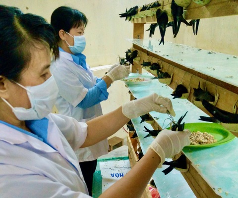 'Dũng sĩ' và 'bảo mẫu' của chim yến- Ảnh 6. Các kỹ thuật viên tại Trung tâm Nghiên cứu khoa học cho chim yến ăn - Ảnh: MINH CHIẾN