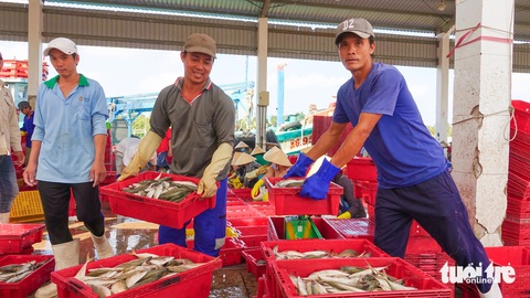 Ngư dân Kiên Giang xuất hành mong tàu đầy cá- Ảnh 2. Ở cảng Tắc Cậu (huyện Châu Thành) mọi người nhộn nhịp vận chuyển hàng tấn cá ngân, cá sòng để kịp ra chợ bán - Ảnh: CHÍ CÔNG