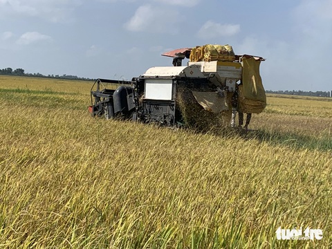 Sau Tết, giá lúa đông xuân biến động ra sao?- Ảnh 1. Nông dân huyện Tri Tôn, An Giang thu hoạch sớm lúa đông xuân 2023-2024 - Ảnh: MINH KHANG