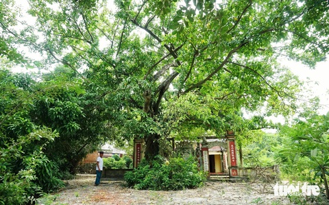Những ‘lá phổi xanh’ trong lòng Đà Nẵng- Ảnh 9. Dân làng Trung Sơn bảo vệ rừng cây từ thuở lập làng đến nay
